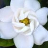 Buttons Gardenia - 3 Gallon Pot -Garden Outdoor Plant Store gardenia buttons 2