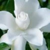 Celestial Star Gardenia - 1 Gallon Pot 2 Celestial Star Gardenia - 1 Gallon Pot -Garden Outdoor Plant Store gardenia celestial star 1