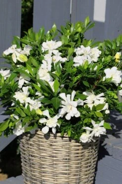 Celestial Star Gardenia - 1 Gallon Pot 10 Celestial Star Gardenia - 1 Gallon Pot -Garden Outdoor Plant Store gardenia celestial star 3