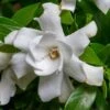 Fool Proof Gardenia - 3 Gallon Pot 1 Fool Proof Gardenia - 3 Gallon Pot -Garden Outdoor Plant Store gardenia fool proof 1 1