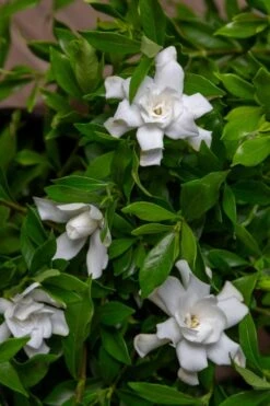 Fool Proof Gardenia - 2 Gallon Pot -Garden Outdoor Plant Store gardenia fool proof 4