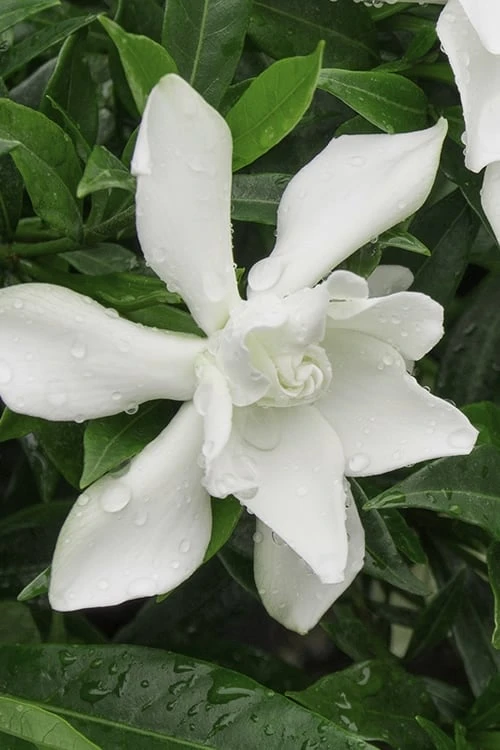 Frost Proof Gardenia - 6 Pack Of 1 Gallon Pots 3 Frost Proof Gardenia - 6 Pack Of 1 Gallon Pots