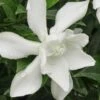Frost Proof Gardenia - 3 Gallon Pot 1 Frost Proof Gardenia - 3 Gallon Pot -Garden Outdoor Plant Store gardenia frost proof 15