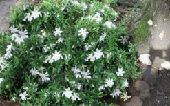 Frost Proof Gardenia - 1 Gallon Pot 11 Frost Proof Gardenia - 1 Gallon Pot -Garden Outdoor Plant Store gardenia frost proof 50 2