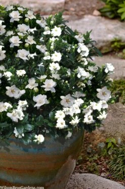 Buttons Gardenia - 3 Gallon Pot 10 Buttons Gardenia - 3 Gallon Pot -Garden Outdoor Plant Store gardenia jasminoides buttons 10