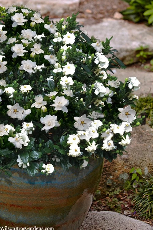 Buttons Gardenia - 3 Gallon Pot 6 Buttons Gardenia - 3 Gallon Pot - Image 4