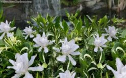 Crescent Moon Dwarf Gardenia - 1 Gallon Pot 11 Crescent Moon Dwarf Gardenia - 1 Gallon Pot -Garden Outdoor Plant Store gardenia jasminoides crescent moon dwarf creeping 2