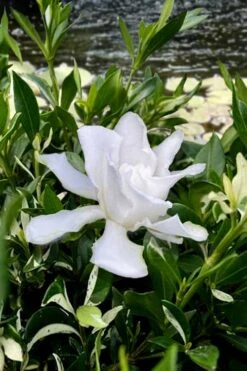 Crescent Moon Dwarf Gardenia - 6 Pack Of 1 Gallon Pots 10 Crescent Moon Dwarf Gardenia - 6 Pack Of 1 Gallon Pots -Garden Outdoor Plant Store gardenia jasminoides crescent moon dwarf creeping 6 1