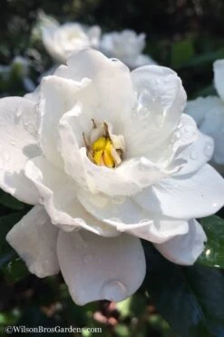 Crown Jewel Gardenia - 6-Pack Of 1 Gallon Pots 12 Crown Jewel Gardenia - 6-Pack Of 1 Gallon Pots -Garden Outdoor Plant Store gardenia jasminoides crown jewel 11