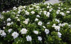 Crown Jewel Gardenia - 1 Gallon Pot 14 Crown Jewel Gardenia - 1 Gallon Pot -Garden Outdoor Plant Store gardenia jasminoides crown jewel 12 1