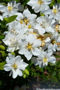 Snow Flurry Hardy Gardenia - 1 Gallon Pot 10 Snow Flurry Hardy Gardenia - 1 Gallon Pot -Garden Outdoor Plant Store gardenia jasminoides snow flurry 2