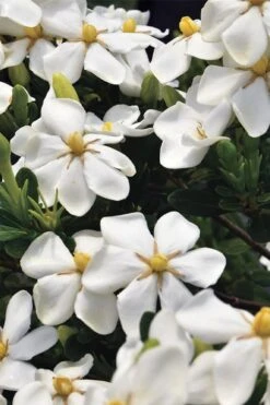 Snow Girl Hardy Dwarf Gardenia - 3 Gallon Pot 11 Snow Girl Hardy Dwarf Gardenia - 3 Gallon Pot -Garden Outdoor Plant Store gardenia jasminoides snow girl 1