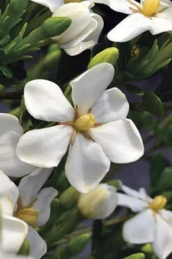 Snow Girl Hardy Dwarf Gardenia - 3 Gallon Pot 12 Snow Girl Hardy Dwarf Gardenia - 3 Gallon Pot -Garden Outdoor Plant Store gardenia jasminoides snow girl 2