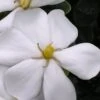 Snow Girl Hardy Dwarf Gardenia - 3 Gallon Pot -Garden Outdoor Plant Store gardenia jasminoides snow girl 4
