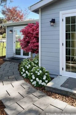 Snow Globe Gardenia - 1 Gallon Pot -Garden Outdoor Plant Store gardenia jasminoides snow globe 3