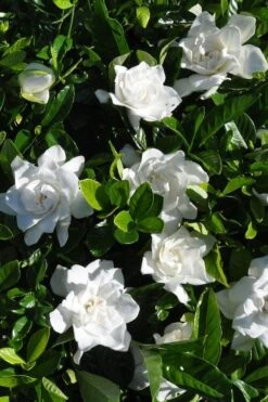 Snow Puff Hardy Gardenia - 7 Gallon Pot 9 Snow Puff Hardy Gardenia - 7 Gallon Pot -Garden Outdoor Plant Store gardenia jasminoides snow puff 2 1
