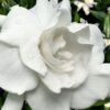 Snow Puff Hardy Gardenia - 1 Gallon Pot 2 Snow Puff Hardy Gardenia - 1 Gallon Pot -Garden Outdoor Plant Store gardenia jasminoides snow puff 4
