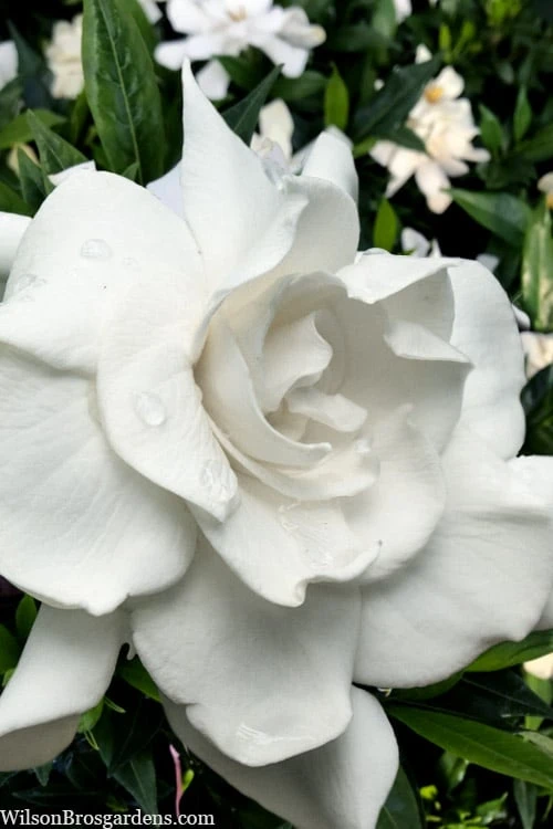 Snow Puff Hardy Gardenia - 3 Gallon Pot 3 Snow Puff Hardy Gardenia - 3 Gallon Pot