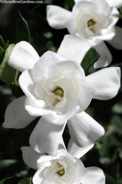 Steady As She Goes Hardy Gardenia - 3 Gallon Pot 9 Steady As She Goes Hardy Gardenia - 3 Gallon Pot -Garden Outdoor Plant Store gardenia jasminoides steady as she goes 1