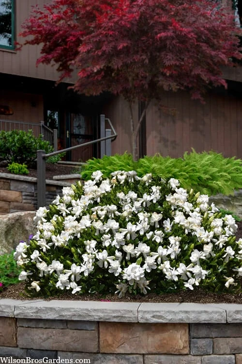 Steady As She Goes Hardy Gardenia - 3 Gallon Pot 3 Steady As She Goes Hardy Gardenia - 3 Gallon Pot