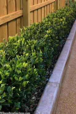 Summer Snow Gardenia - 3 Gallon Pot 13 Summer Snow Gardenia - 3 Gallon Pot -Garden Outdoor Plant Store gardenia jasminoides summer snow 11