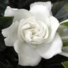 Summer Snow Gardenia - 3 Gallon Pot 2 Summer Snow Gardenia - 3 Gallon Pot -Garden Outdoor Plant Store gardenia jasminoides summer snow 12