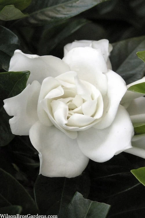 Summer Snow Gardenia - 3 Gallon Pot 3 Summer Snow Gardenia - 3 Gallon Pot