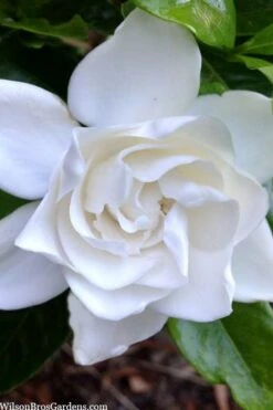Summer Snow Gardenia - 3 Gallon Pot 17 Summer Snow Gardenia - 3 Gallon Pot -Garden Outdoor Plant Store gardenia jasminoides summer snow 3