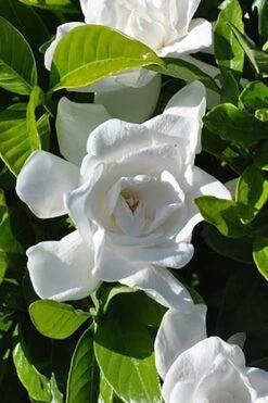 Summer Snow Gardenia - 3 Gallon Pot 14 Summer Snow Gardenia - 3 Gallon Pot -Garden Outdoor Plant Store gardenia jasminoides summer snow 4