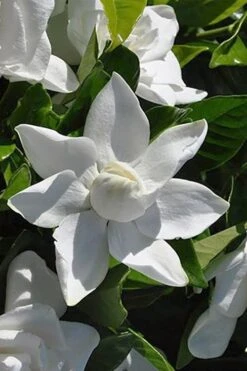 Summer Snow Gardenia - 3 Gallon Pot 16 Summer Snow Gardenia - 3 Gallon Pot -Garden Outdoor Plant Store gardenia jasminoides summer snow 5