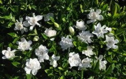 Summer Snow Gardenia - 3 Gallon Pot 15 Summer Snow Gardenia - 3 Gallon Pot -Garden Outdoor Plant Store gardenia jasminoides summer snow 9
