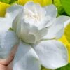 Gold Doubloon Gardenia - 1 Gallon Pot 1 Gold Doubloon Gardenia - 1 Gallon Pot -Garden Outdoor Plant Store gardenia ogon no hana gold doubloon 10 1