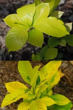 Gold Doubloon Gardenia - 1 Gallon Pot -Garden Outdoor Plant Store gardenia ogon no hana gold doubloon 4 1