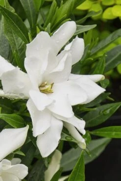 Radicans Creeping Dwarf Gardenia - 6 Pack Of 1 Gallon Pots 15 Radicans Creeping Dwarf Gardenia - 6 Pack Of 1 Gallon Pots -Garden Outdoor Plant Store gardenia radicans 22
