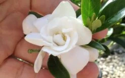 Jubilation Gardenia - 5 Gallon Pot 10 Jubilation Gardenia - 5 Gallon Pot -Garden Outdoor Plant Store gardeniajubilation 6