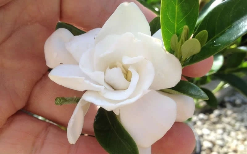 Jubilation Gardenia - 5 Gallon Pot 6 Jubilation Gardenia - 5 Gallon Pot - Image 4