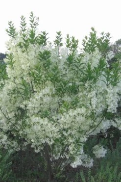 Grancy Graybeard - White Fringe Tree - 3 Gallon Pot 18 Grancy Graybeard - White Fringe Tree - 3 Gallon Pot -Garden Outdoor Plant Store grancy graybeard tree 33