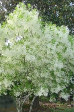 Grancy Graybeard - White Fringe Tree - 3 Gallon Pot 19 Grancy Graybeard - White Fringe Tree - 3 Gallon Pot -Garden Outdoor Plant Store grancy graybeard tree flowers 22 500x750 1