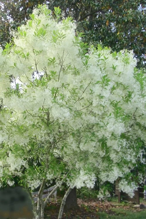 Grancy Graybeard - White Fringe Tree - 3 Gallon Pot 10 Grancy Graybeard - White Fringe Tree - 3 Gallon Pot - Image 8