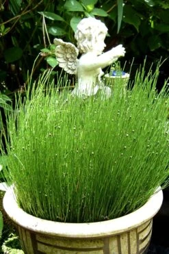Dwarf Horsetail Reed Grass (Equisetum Scirpoides) - 1 Gallon Pot -Garden Outdoor Plant Store grass dwarf horse tail 2 500x750 1