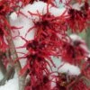 Diane Red Witch Hazel (Hamamelis X Intermedia) - 7 Gallon Pot -Garden Outdoor Plant Store hamamelis intermedia diane witch hazel 12