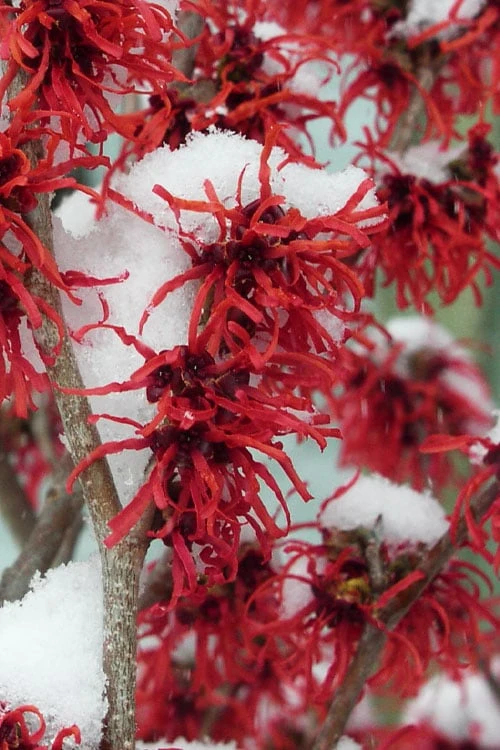 Diane Red Witch Hazel (Hamamelis X Intermedia) - 7 Gallon Pot 3 Diane Red Witch Hazel (Hamamelis X Intermedia) - 7 Gallon Pot