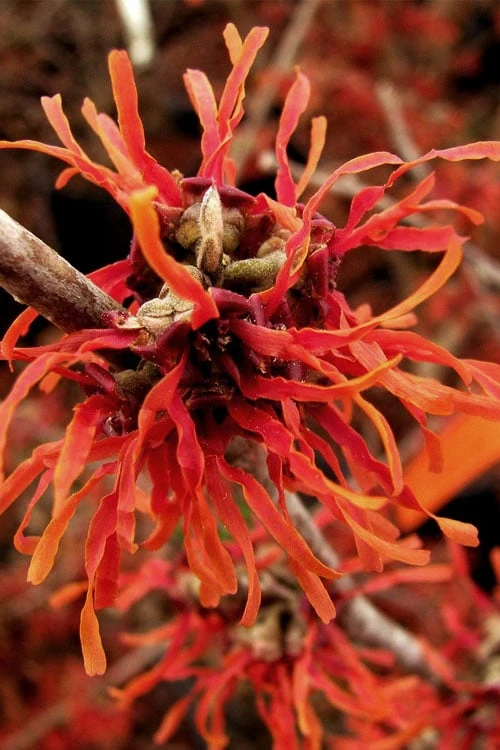Diane Red Witch Hazel (Hamamelis X Intermedia) - 7 Gallon Pot 13 Diane Red Witch Hazel (Hamamelis X Intermedia) - 7 Gallon Pot - Image 11