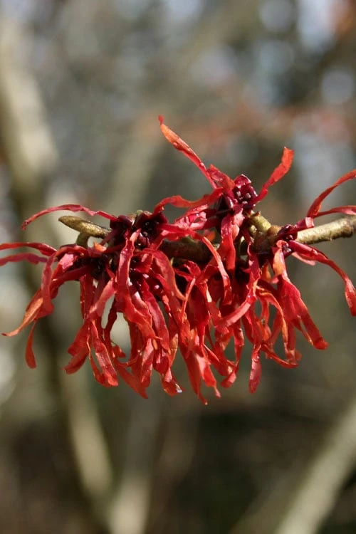 Diane Red Witch Hazel (Hamamelis X Intermedia) - 7 Gallon Pot 8 Diane Red Witch Hazel (Hamamelis X Intermedia) - 7 Gallon Pot - Image 6