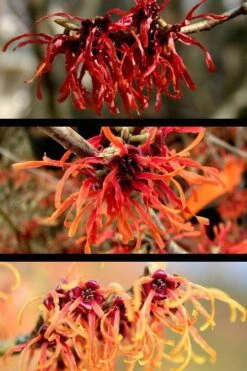 Diane Red Witch Hazel (Hamamelis X Intermedia) - 7 Gallon Pot 16 Diane Red Witch Hazel (Hamamelis X Intermedia) - 7 Gallon Pot -Garden Outdoor Plant Store hamamelis intermedia diane witch hazel 5