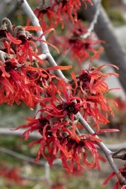 Diane Red Witch Hazel (Hamamelis X Intermedia) - 7 Gallon Pot 22 Diane Red Witch Hazel (Hamamelis X Intermedia) - 7 Gallon Pot -Garden Outdoor Plant Store hamamelis intermedia diane witch hazel 6