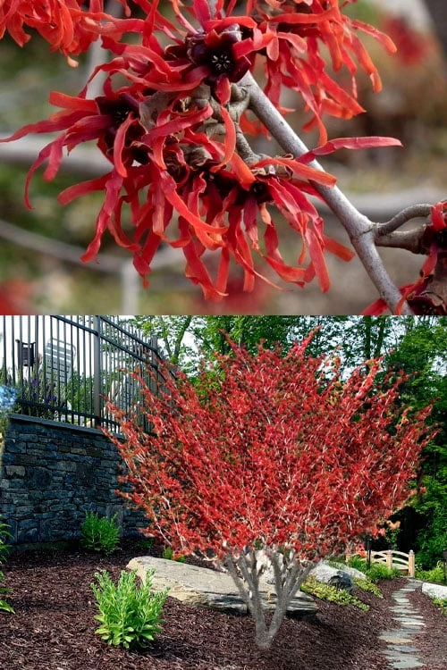 Diane Red Witch Hazel (Hamamelis X Intermedia) - 7 Gallon Pot 7 Diane Red Witch Hazel (Hamamelis X Intermedia) - 7 Gallon Pot - Image 5