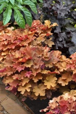 Caramel Heuchera (Villosa Hybrid) - 5 Pack Of Quart Pots -Garden Outdoor Plant Store heuchera caramel 20