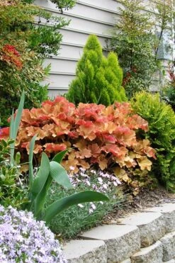 Caramel Heuchera (Villosa Hybrid) - 5 Pack Of Quart Pots -Garden Outdoor Plant Store heuchera caramel 21