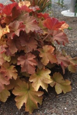 Caramel Heuchera (Villosa Hybrid) - 5 Pack Of Quart Pots -Garden Outdoor Plant Store heuchera caramel 23